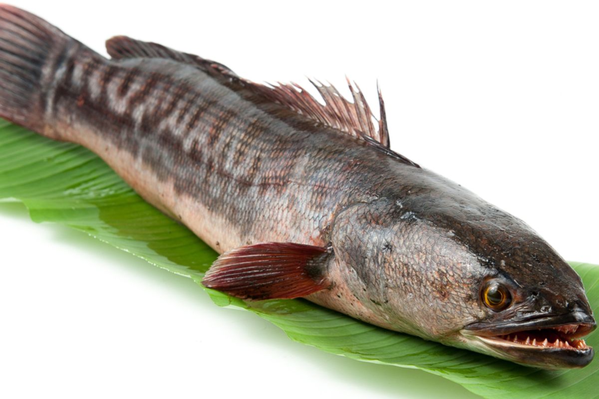 Gambar Ikan Gabus